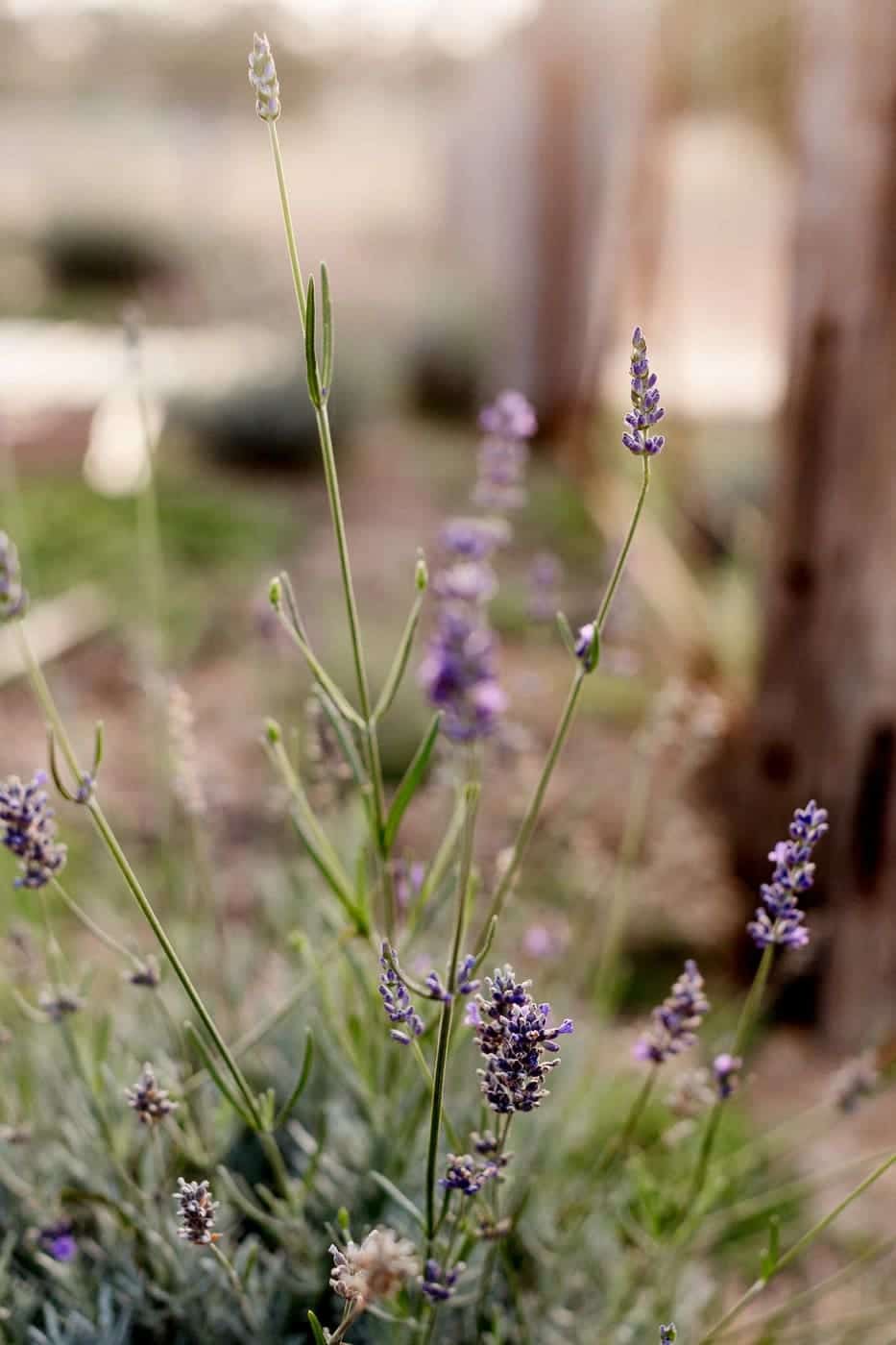 Lavender in flower in an organically restored garden bed