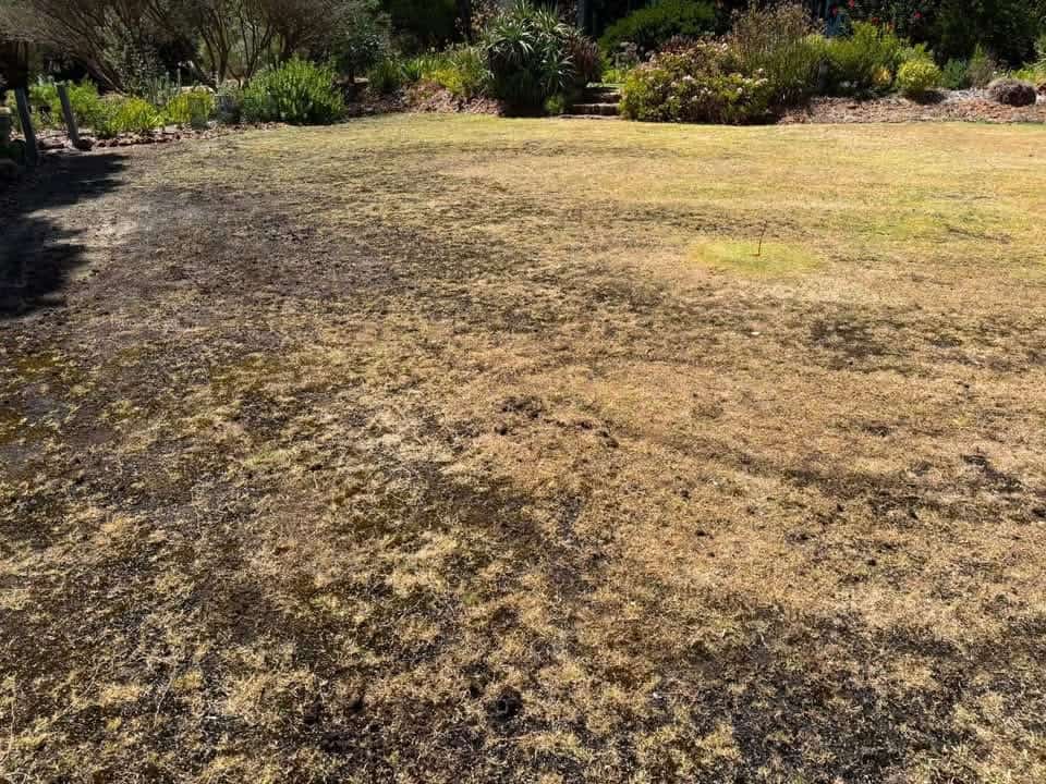 Garden landscaping project — prepared beds and fresh planting