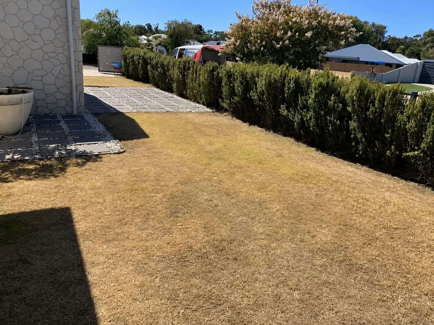 Summer-scorched lawn revived — before