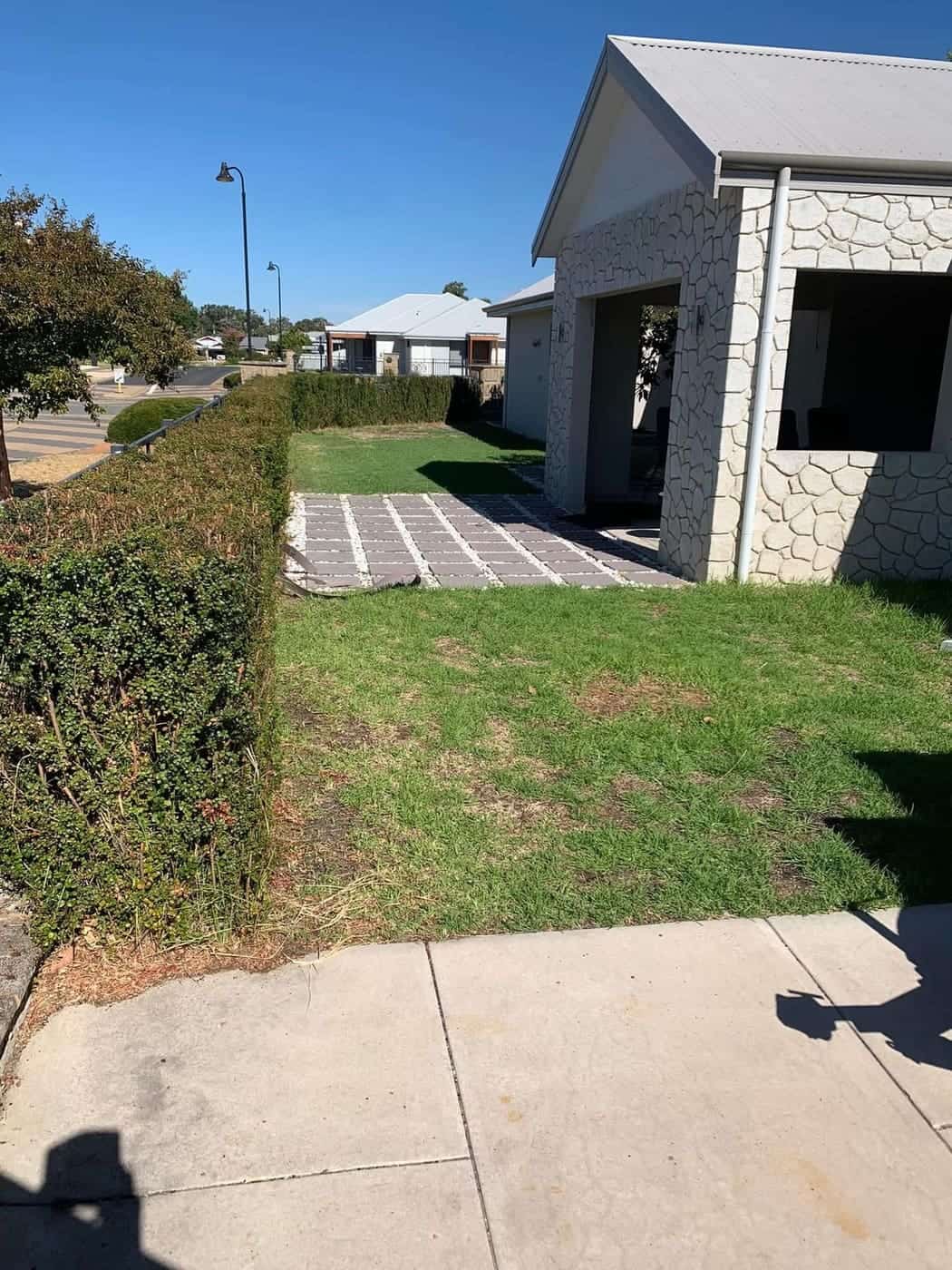Summer-scorched lawn revived — after