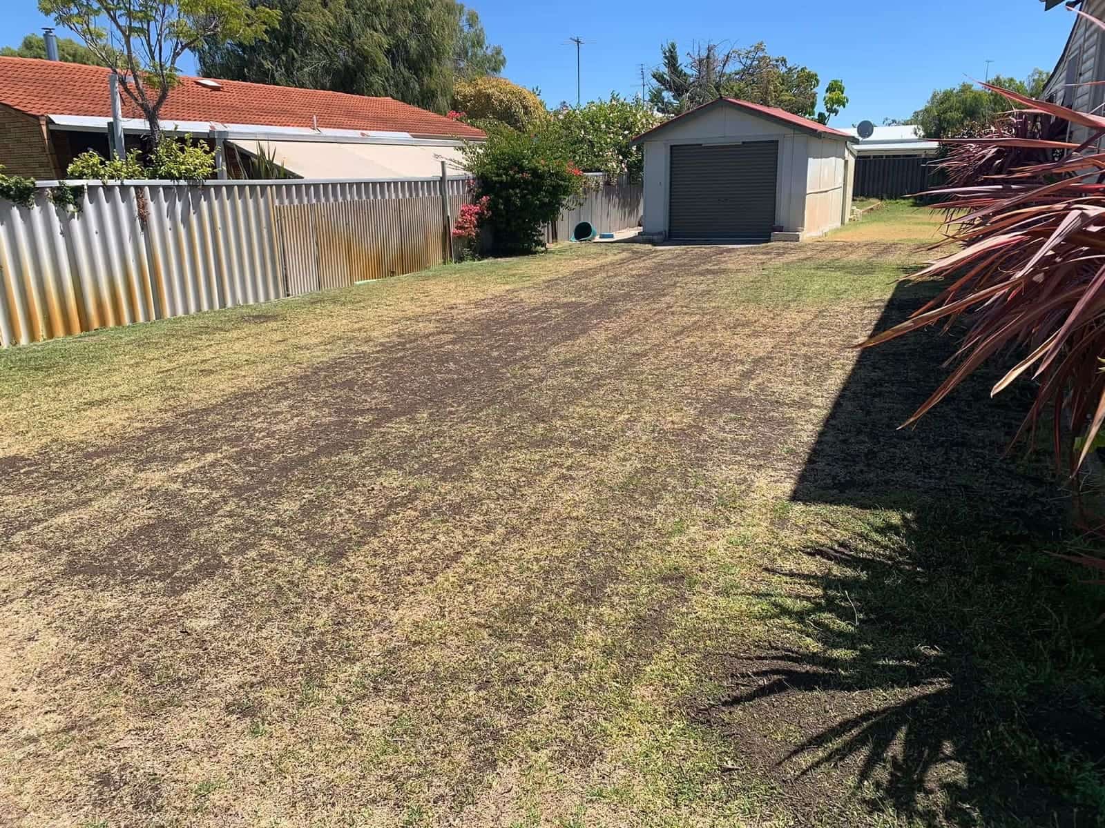 Full yard resurrection — before