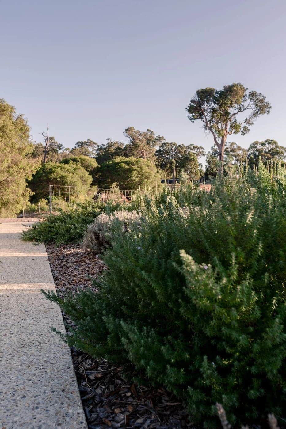 Organic native garden beds and exposed-aggregate path at golden hour, Busselton WA