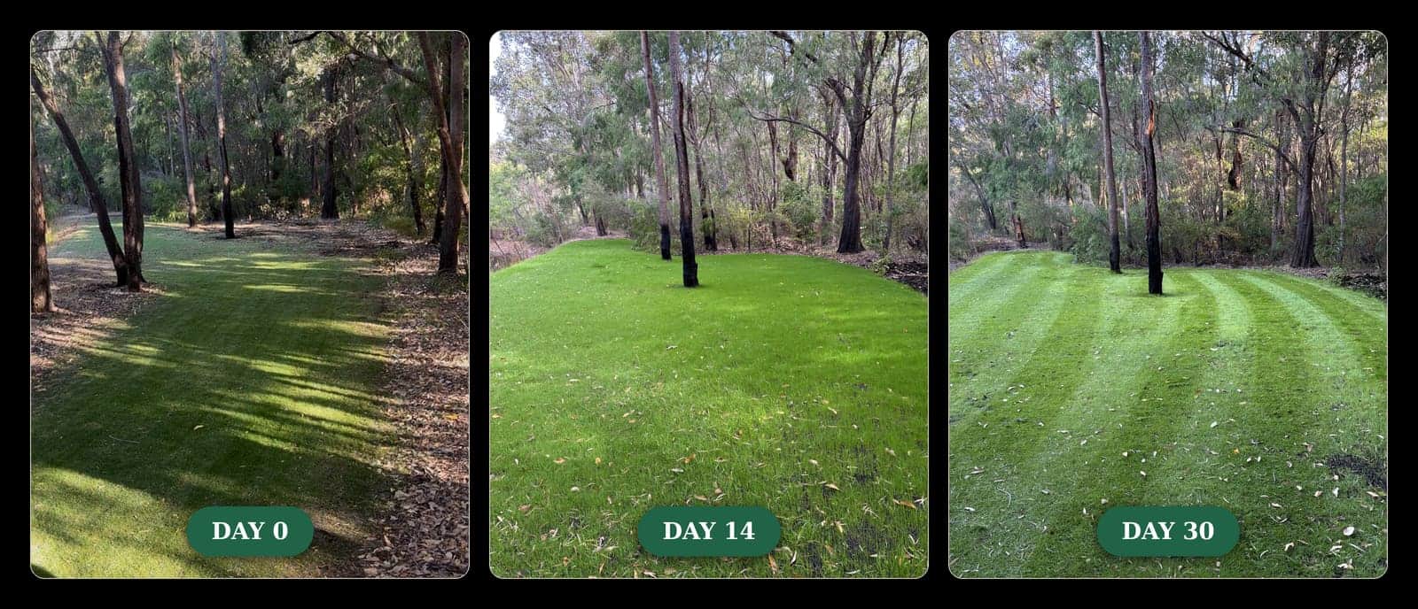 Lawn transformation across 30 days of organic soil treatment — day 0 shaded and patchy, day 14 green regrowth, day 30 thick striped lawn